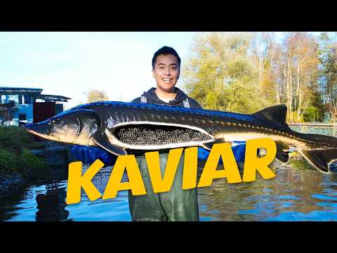 How caviar is produced (1 day on a fish farm)