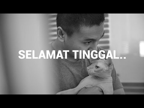 Video: Menghadapi Meeko: Melalui Hari Kehilangan Binatang Kehilangan