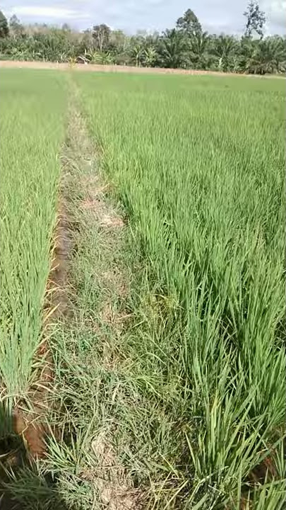 Sepetak sawah