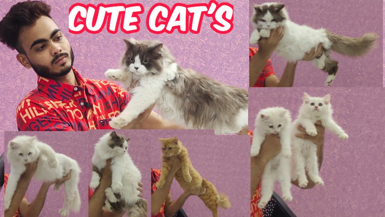 Cute Cat's in Hyderabad at the time is Meow Saste Persian Cats Bicolour Cat's YouTube