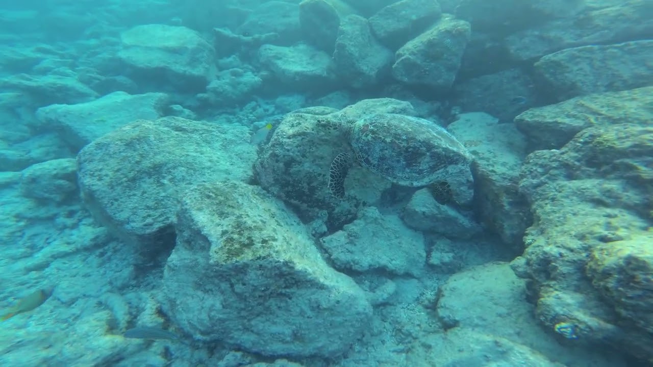 🇲🇻 Turtle Snorkeling 🐢 - Dharavandhoo Bikini Beach, Maldives 🏝