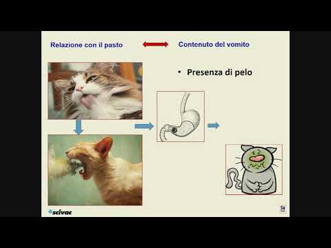 Video: Come Testare I Livelli Di PH Dell'urina Del Gatto