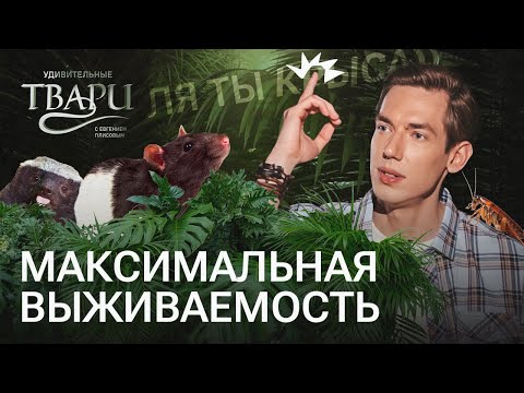 Африканский гопник, бессмертная тихоходка, суперсила гидры: кто лучше приспособлен к жизни на Земле?