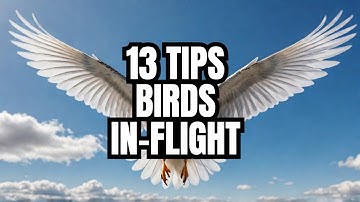 BIRDS IN FLIGHT PHOTOS: 13 Key Insights