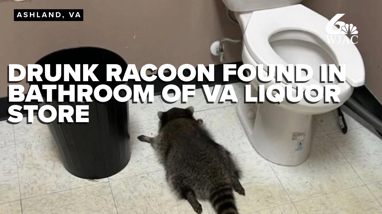 Va Abc Racoon Drunk raccoon found passed out in bathroom of Virginia liquor store ...