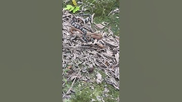 2 con rắn đang quấn nhau #bắt_rắn #digging_a_hole_to_catch_snake #snake_trap #săn_bắt