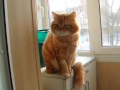 Funny Cat - Philipp