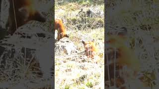 Fox Hunting #shortsfeed #fox #wildfox #nature