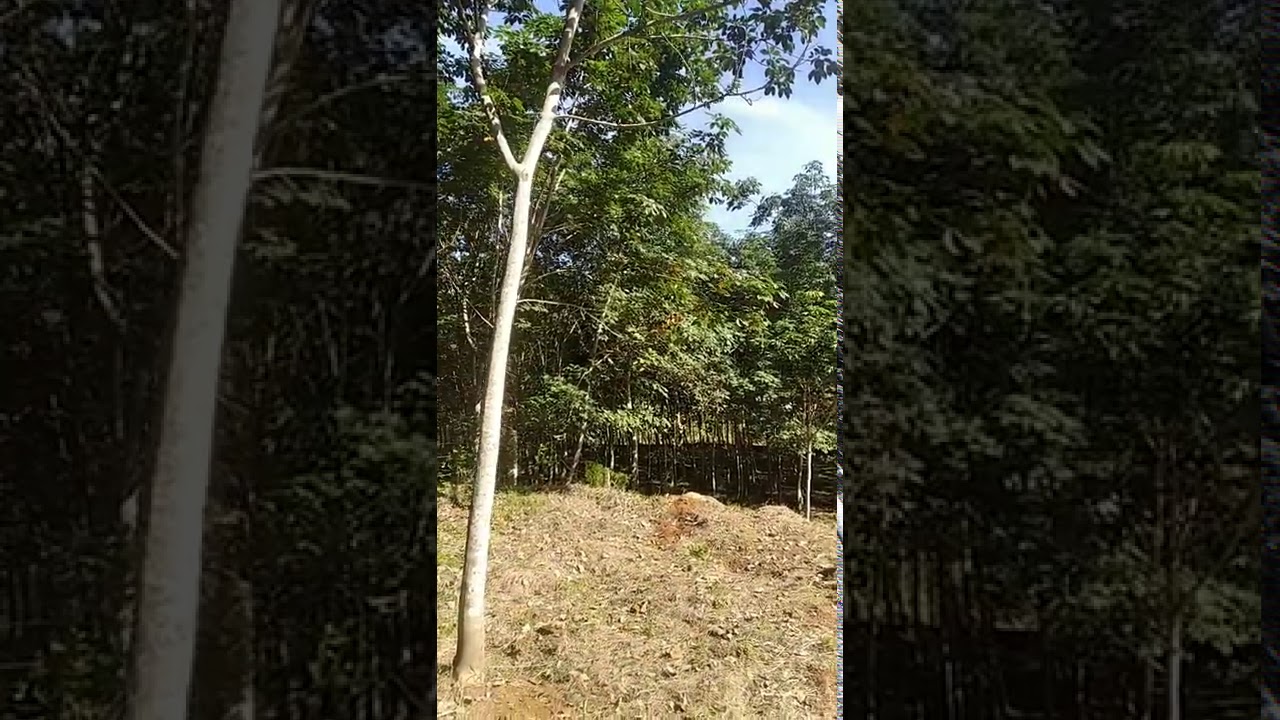 Greeneries|beautiful sceneries|forest|mountain|beautiful location