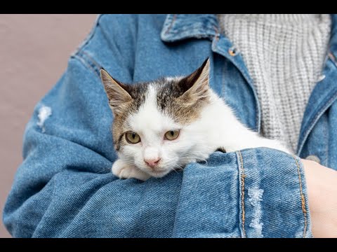 Help Your Shy