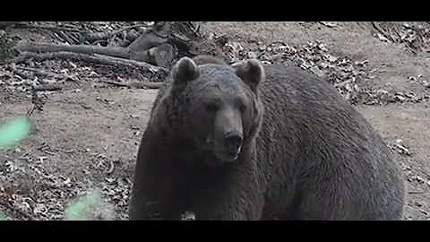 Grizzly Bear Attacks Idaho Elk Hunter On October 18th, 2025, Near Island Park, Idaho