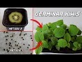 Como Germinar Kiwi |  Germinar Semillas de Kiwi | Cultivo del Kiwi | Plantar kiwi