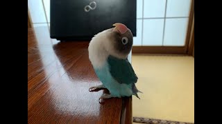 鳴き声が超元気なボタンインコです「ただ鳴くだけ」なんだけど一生懸命さが伝わる鳴き方だよね