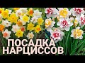 Осенняя посадка нарциссов