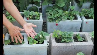 How to grow strawberries in cinder block.
