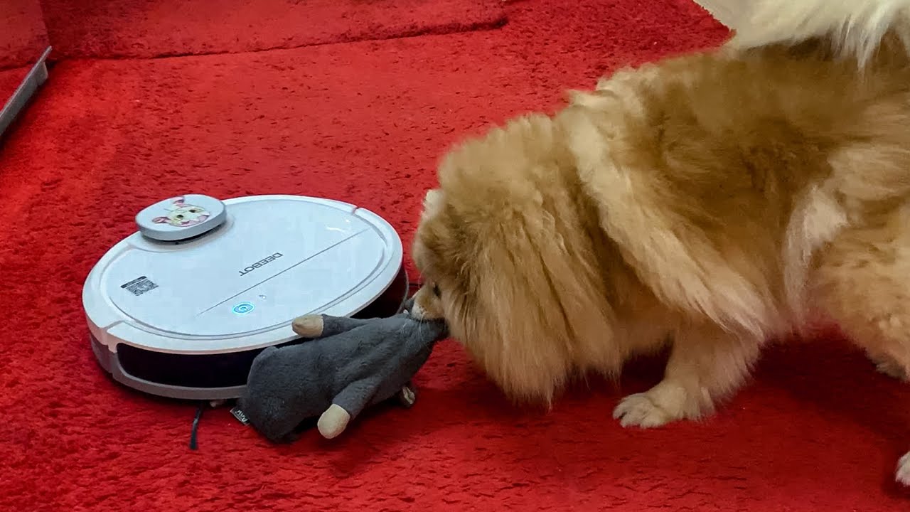 My Dog vs robot vacuum cleaner. Vacuum cleaner trying to eat dog toys