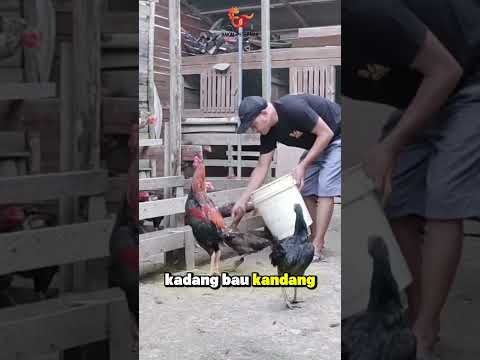 Capeknya Jadi Peternak Itu Nyata