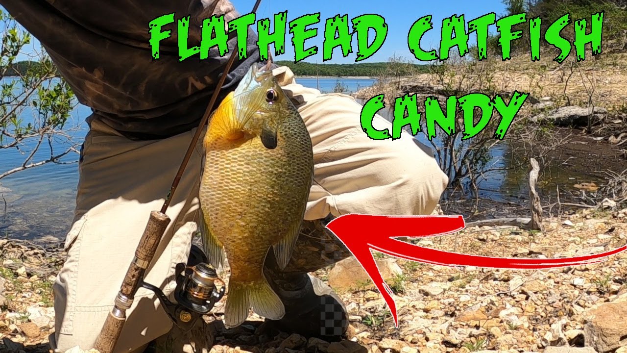 Catching Bluegill For Catfish Bait with Worms - Flathead Catfish Candy 