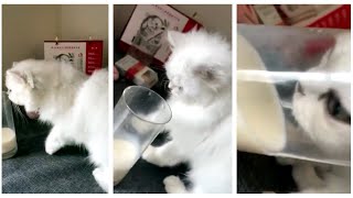 Cat can&#39;t resist milk