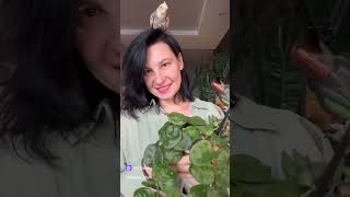 Комнатный растения без досветки на подоконнике