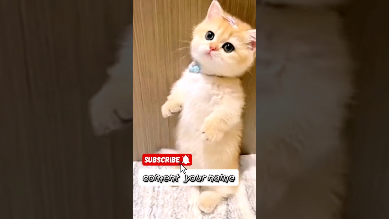 cute futty kitten so beautiful /lovely moment / 