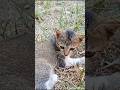 Kucing ini lucu banget! 😂 #kucing #fypシ #shorts #fypシ゚viral #kucinggemas #ilovepetanimals