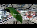 Cucak Hijau Live Lomba Mp3 - Mp4 Download