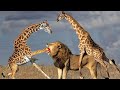 शेर ने गलत जिराफ से पंगा ले लियाGiraffe vs Lion ।10 Animals who can defend themselves from predators