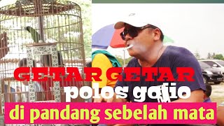 GAJIO C.HIJAU POLOS GETAR GETAR DI  PIALA NANJUK 105 DI LUBUK PAKAM DI PANDANG SEBELAH MATA.