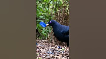 Bowerbirds