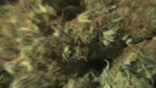 Acapulco Gold