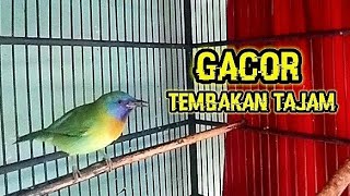 Cucak Kinoi Gacor Tembakan Tajamkasar