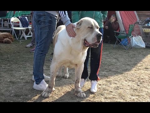 Video: Expoziție De Câini: Pregătire