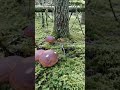 Beautiful brown cap mushrooms #porcini #wildmushrooms #nature #boletus #youtubeshorts #shorts