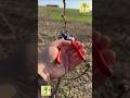 Pruning fruit trees to increase production