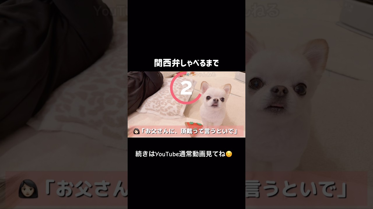 関西弁しゃべった😂😂😂 #shorts #チワワ #しゃべる犬