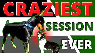 Is your dog a maniac? See huge improvements in 1 session.