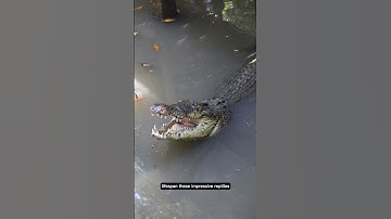 The Saltwater Crocodile: Apex Predator of the Waters