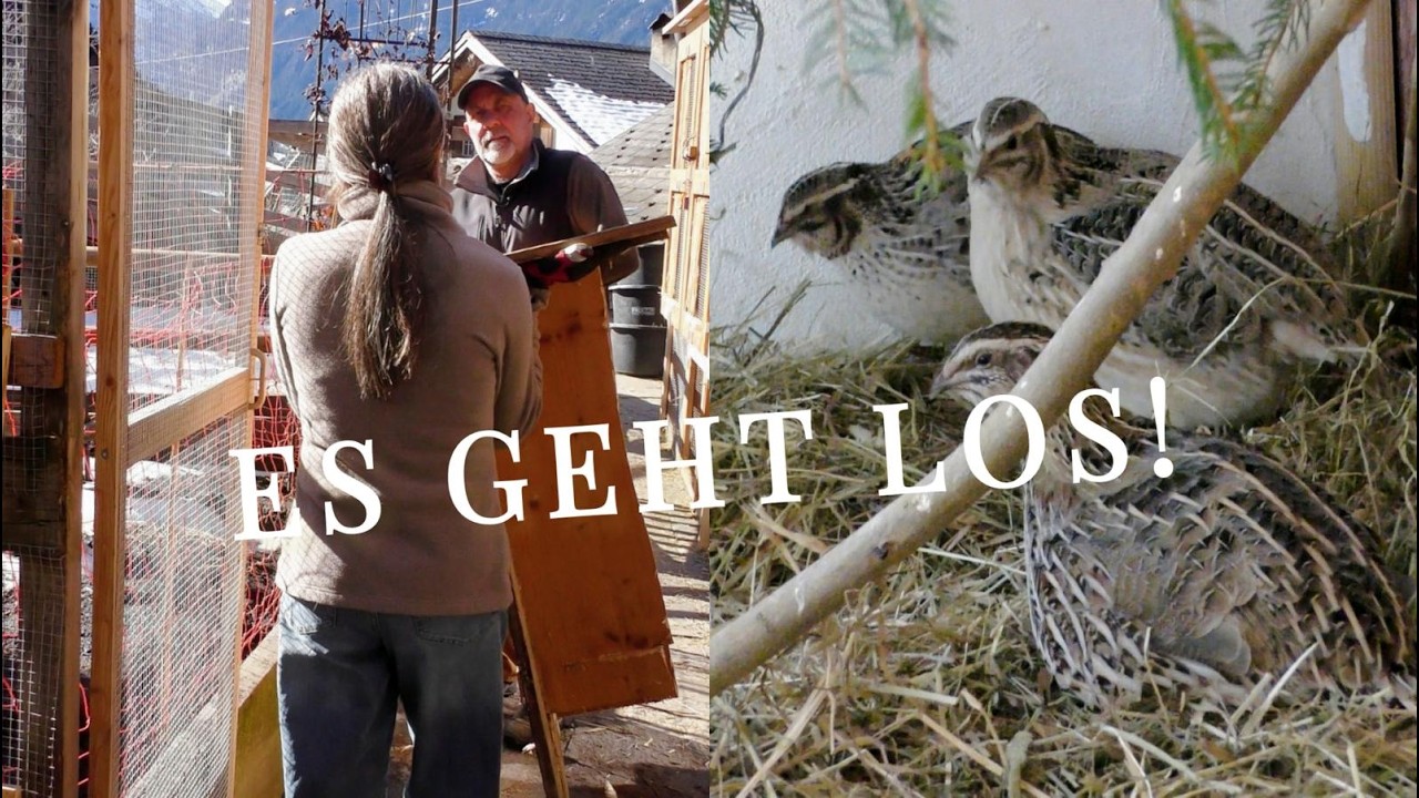 HOF-UPDATE:  Die neue Voliere entsteht & grosser Umzug bei den Wachteln!