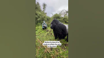 Silverback Gorilla Beating His Chest Mountaingorilla Silverbackgorilla Gorillatrekking 