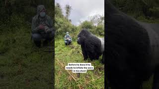 Silverback Gorilla Beating His Chest #mountaingorilla #silverbackgorilla #gorillatrekking