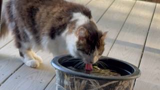 2 Easy Ways to Help Outdoor Cats Stay Cool in the Summer Heat 2 Easy Ways to Help Outdoor Cats Stay Cool in the Summer Heat
