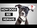 Do Dogs Think Humans Are Dogs?