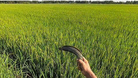 Đi Kích Cá Trên Cánh Đồng Lúa Đan Chỗ Điều @