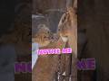 パパに振り向いてほしいフウ🥺🦁最後はママに八つ当たり!?｜旭山動物園 #shorts