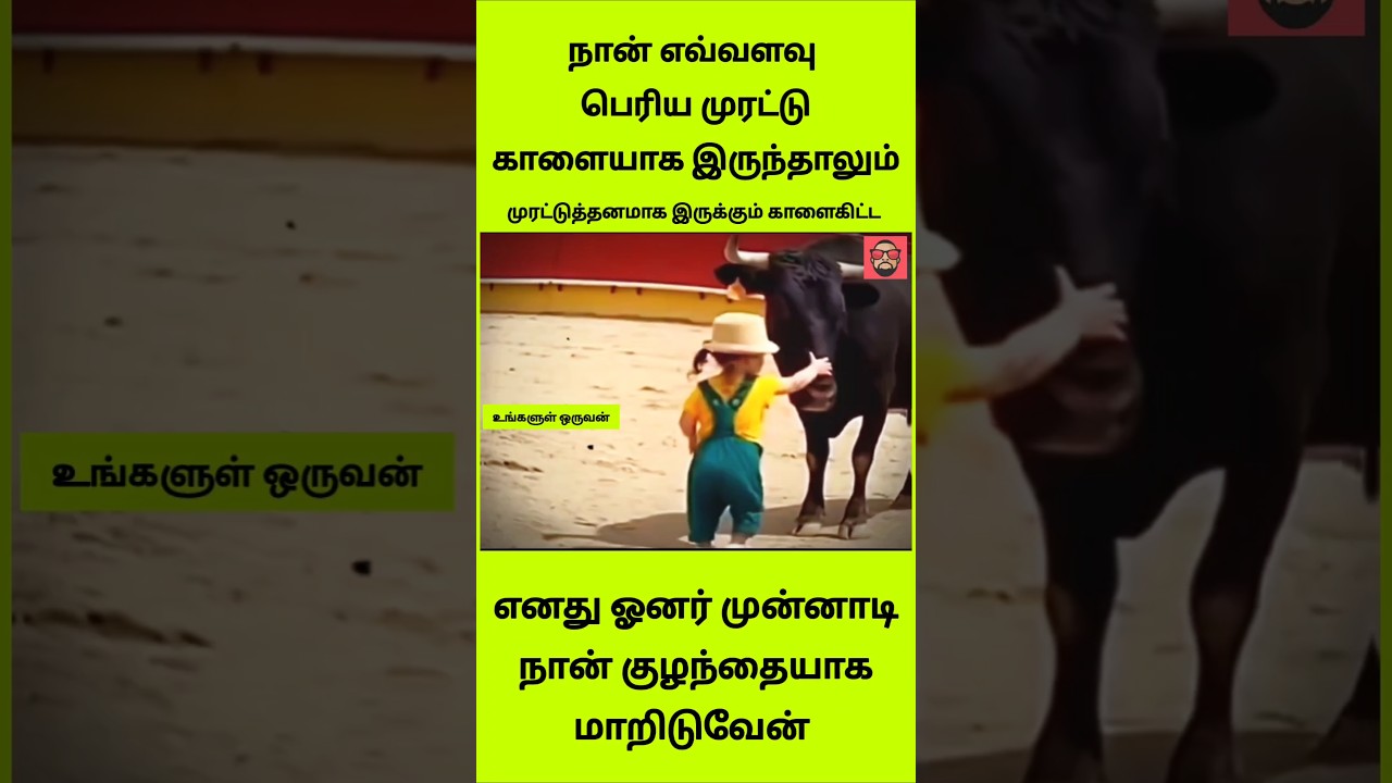 பாசத்திற்கு கட்டுப்பட்ட முரட்டு காளை! 🥺❤️ #shorts #trending