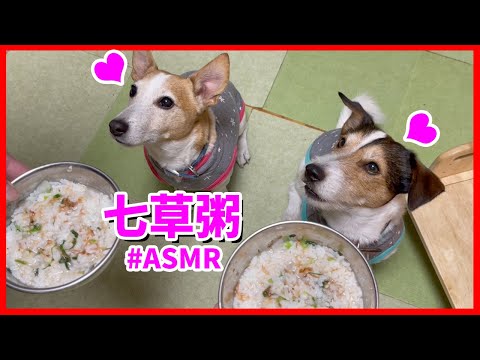 七草粥を食べたジャックラッセルテリア