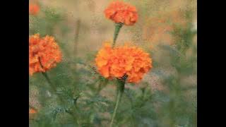 ওরে ভীরু, তোমার হাতে নাই ভুবনের ভার   -  পূজা  -   দ্বিজেন মুখোপাধ্যায়