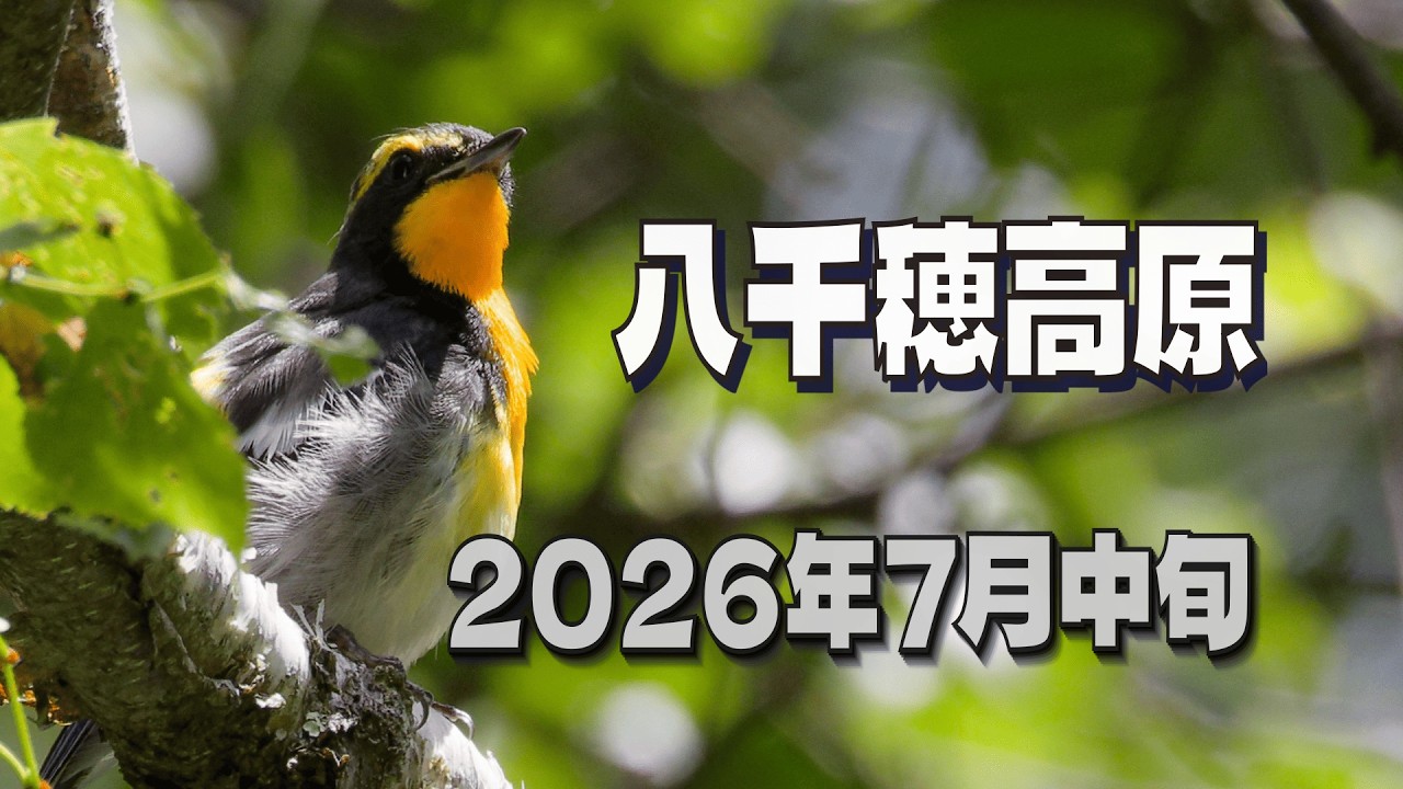八千穂高原（長野県） 2026年7月中旬』標高1600メートルでの