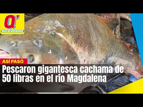 Pescaron gigantesca cachama de 50 libras en el río Magdalena